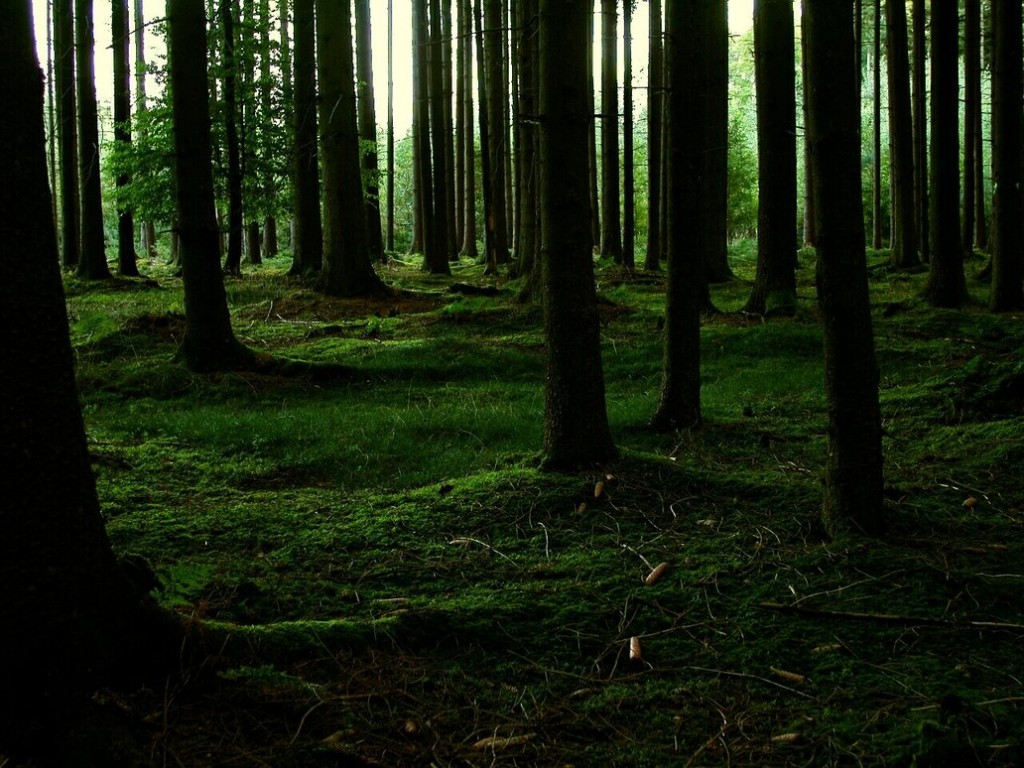 Home_of_the_forest__s_spirit